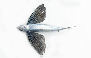 アリアケトビウオ