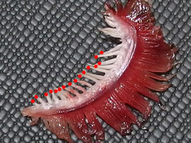 アリアケトビウオ