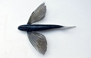 アリアケトビウオ