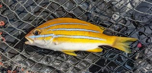 ベンガルフエダイ