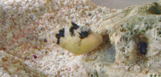 ゴマモンガラ幼魚