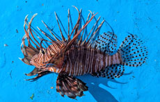 ハナミノカサゴ