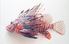 ハナミノカサゴ