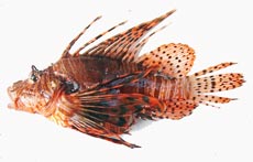 ハナミノカサゴ