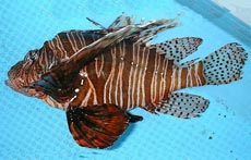 ハナミノカサゴ