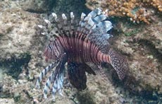 ハナミノカサゴ