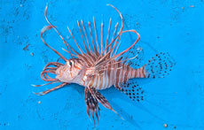 ハナミノカサゴ