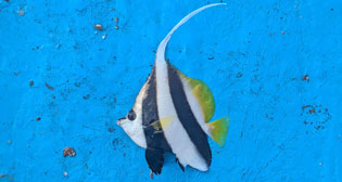 ムレハタテダイ