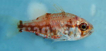 イナズマヒカリイシモチ