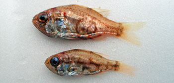 イナズマヒカリイシモチ