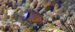 イシガキスズメダイ