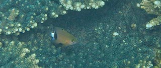 イシガキスズメダイ