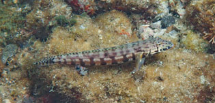 カモハラトラギス