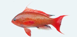 キンギョハナダイ