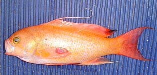 キンギョハナダイ