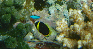 キンチャクダイ