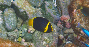 キンチャクダイ