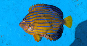 キンチャクダイ