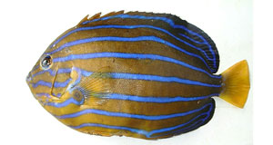 キンチャクダイ