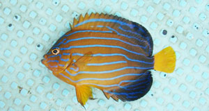 キンチャクダイ