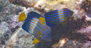 キンチャクダイ