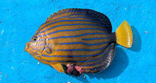 キンチャクダイ