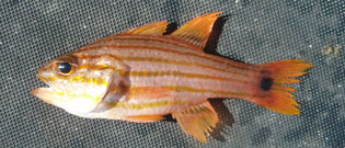 コスジイシモチ