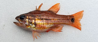 コスジイシモチ