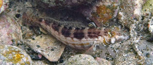 コウライトラギス