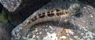 コウライトラギス