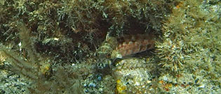 コウライトラギス