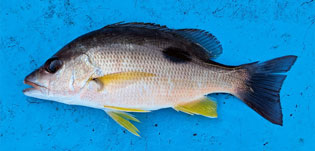 クロホシフエダイ