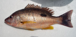 クロホシフエダイ