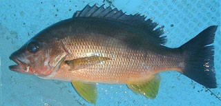 クロホシフエダイ