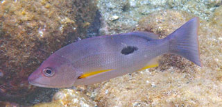 クロホシフエダイ