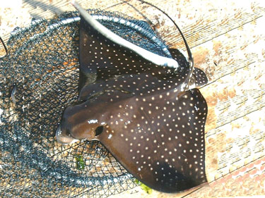 マダラトビエイ