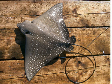 マダラトビエイ