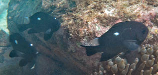 ミツボシクロスズメダイ