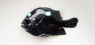 ミツボシクロスズメダイ