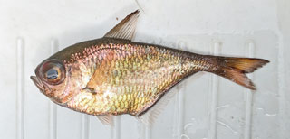 ミズホハタンポ