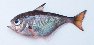 ミズホハタンポ