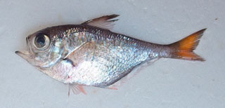 ミズホハタンポ