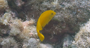 モンツキハギ幼魚