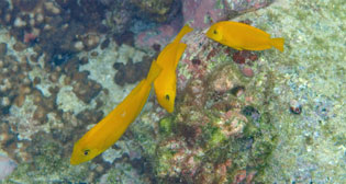 モンツキハギ幼魚