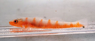 オオガラスハゼ