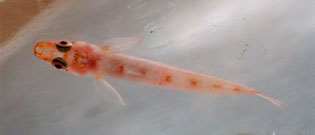 オオガラスハゼ