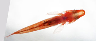 オオガラスハゼ