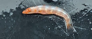 オオガラスハゼ