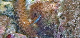 オトメベラ 幼魚