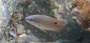 ロクセンフエダイ